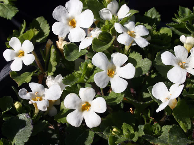 Бакопа сердцевидная (Bacopa cordata)