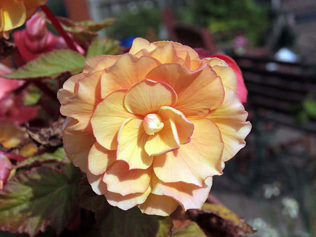 How do begonias blossom