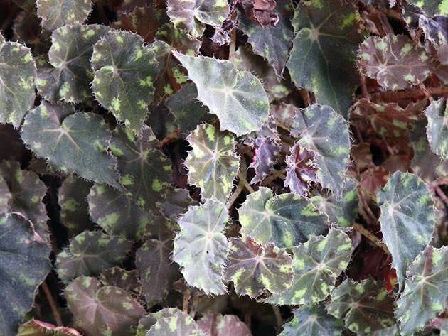 Бегония тигровая (Begonia bowerae)