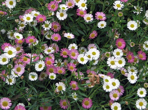 Маргаритка многолетняя / Bellis perennis