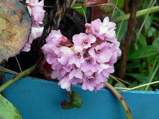 Бадан толстолистный (Вergenia crassifolia)