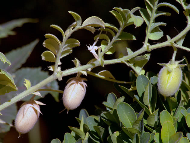 Нут (лат. Cicer arietinum)