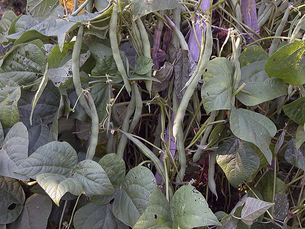 Фасоль (лат. Phaseolus)