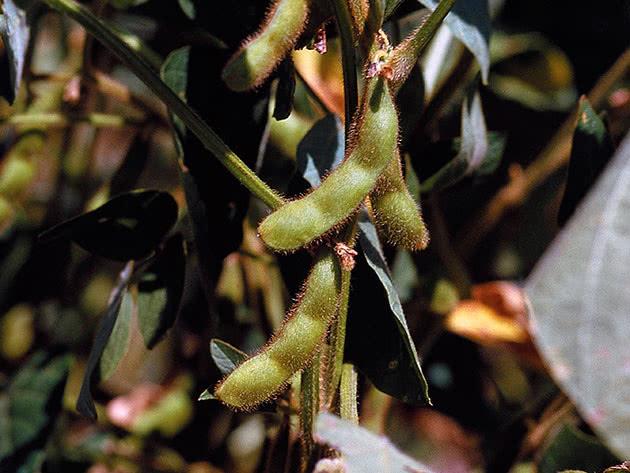 Соя культурная (лат. Glycine max)
