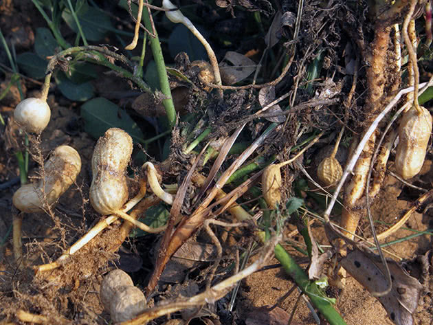 Арахис культурный (лат. Arachis hypogaea)