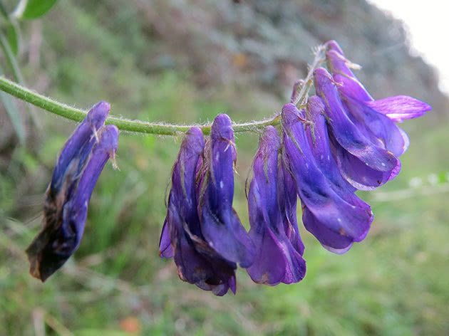 Вика посевная (лат. Vicia)