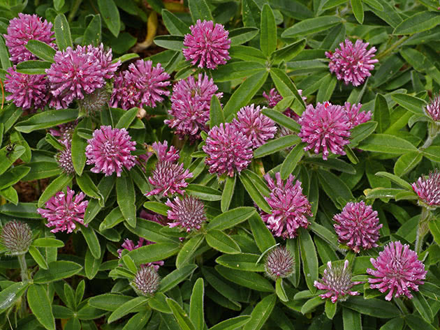 Клевер (лат. Trifolium)