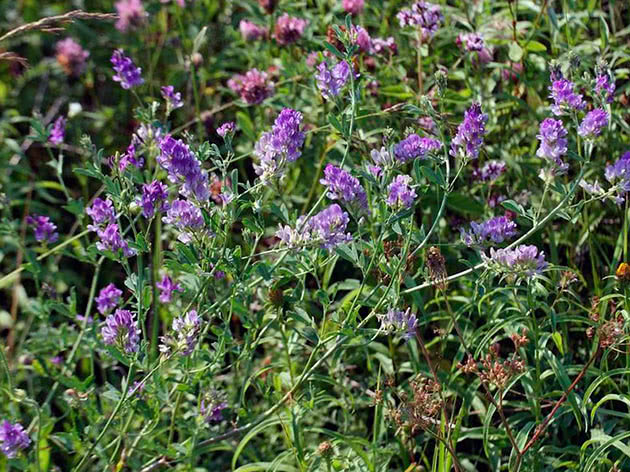Люцерна посевная (лат. Medicago sativa)