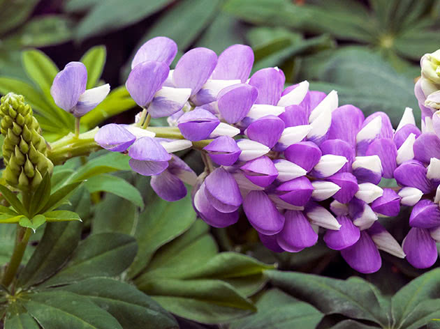 Люпин (лат. Lupinus)