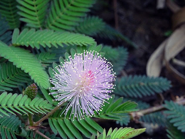Мимоза стыдливая (лат. Mimosa pudica)