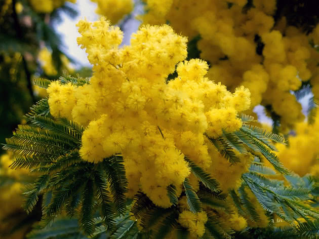 Акация серебристая (лат. Acacia dealbata)