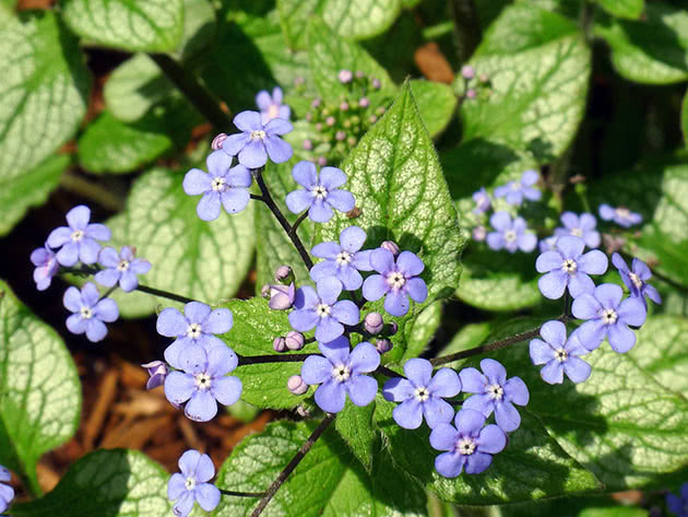 Бруннера крупнолистная / Brunnera macrophylla