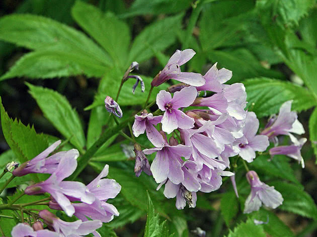 Бруннера сибирская / Brunnera sibirica