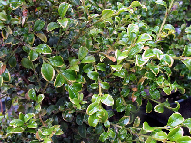 Самшит мелколистный /Buxus microphylla