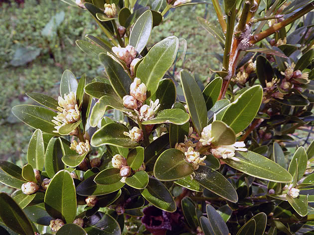 Самшит балеарский / Buxus balearica