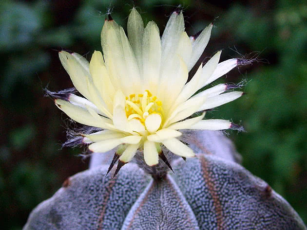 Астрофитум (Astrophytum)