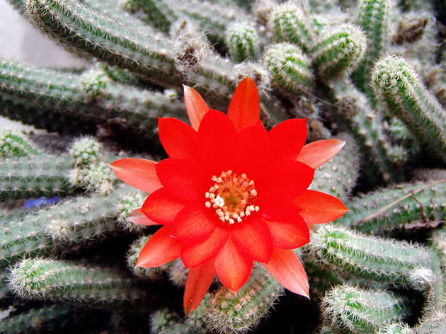 Апорокактус плетевидный (Aporocactus flagelliformis)