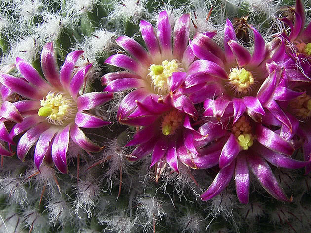 Маммиллярия (Mammillaria)