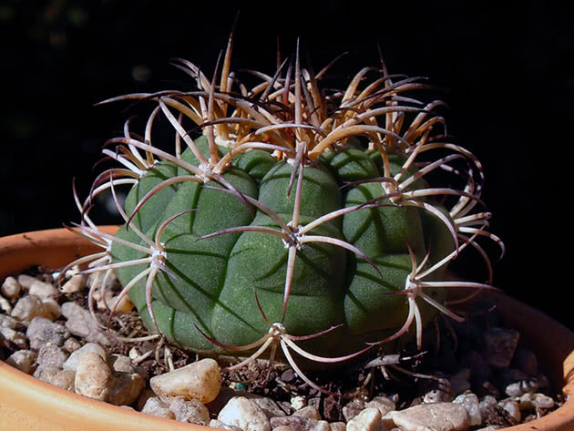 Гимнокалициум (Gymnocalycium)