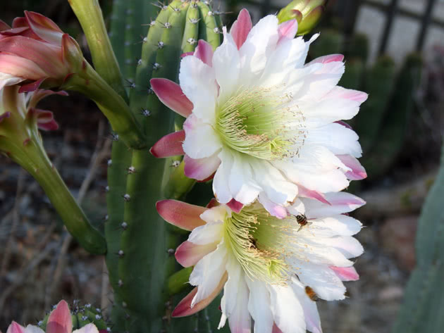 Цереусы (Cereus)