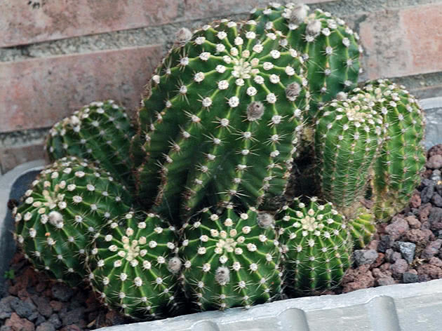 Эхинопсис (Echinopsis)