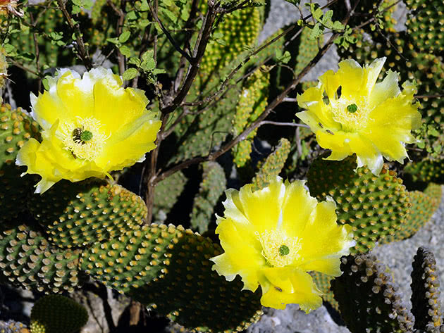Кактус опунция (Opuntia)