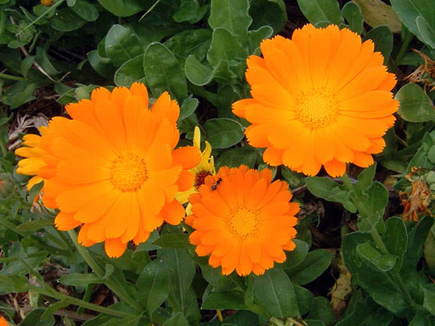 Календула полевая (Calendula arvensis)