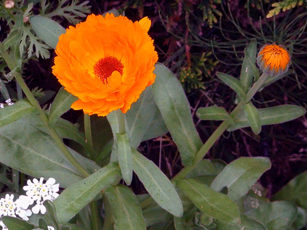 Календула лекарственная (Calendula officinalis)