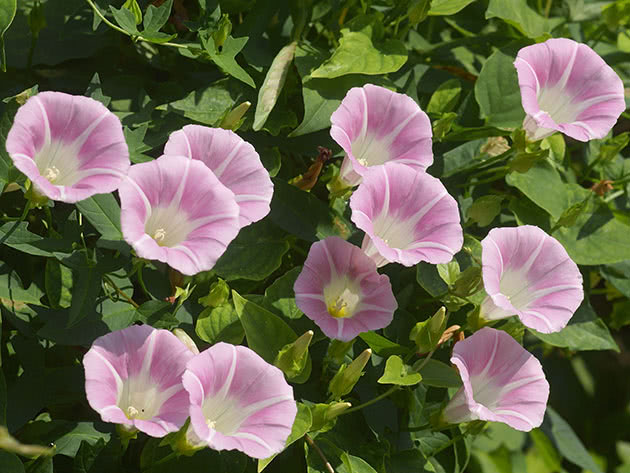 Калистегия пушистая (Calystegia pubescens)