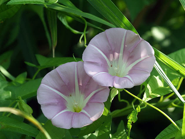 Повой японский (Calystegia japonica)