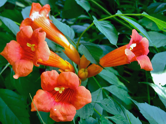 Кампсис укореняющийся (Campsis radicans)