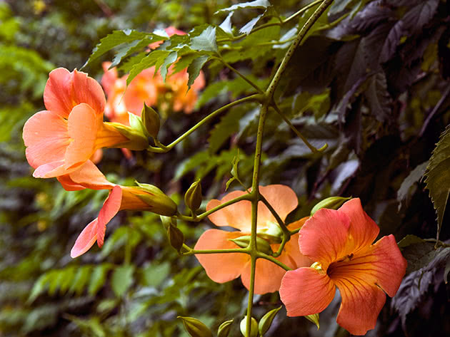Кампсис крупноцветковый (Campsis grandiflora)