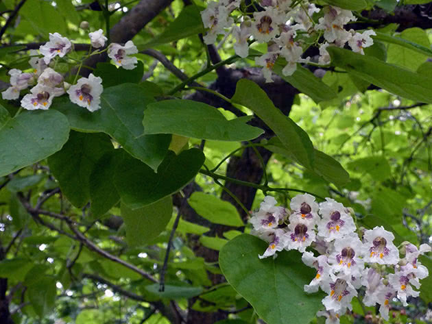Катальпа обыкновенная (Catalpa bignonioides)