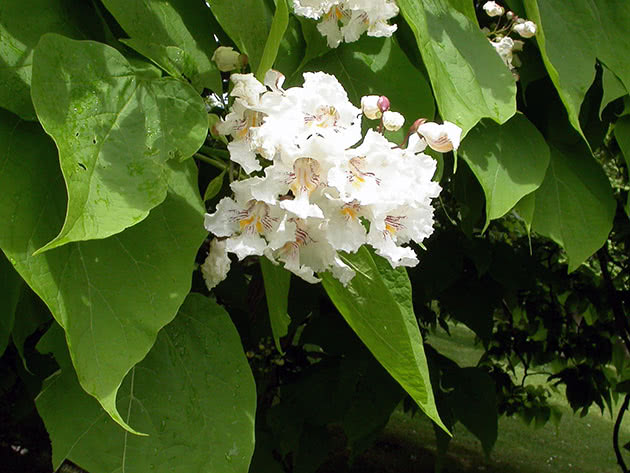 Катальпа великолепная (Catalpa speciosa)