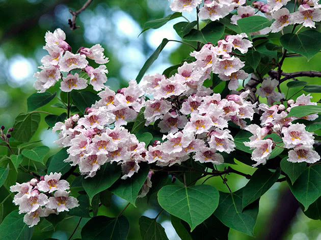 Катальпа Фаргеза (Catalpa fargesii)