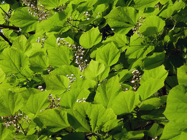 Катальпа гибридная (Catalpa hybrida)