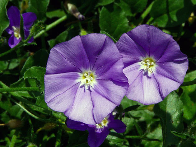 Вьюнок мавританский (Convolvulus sabatius)