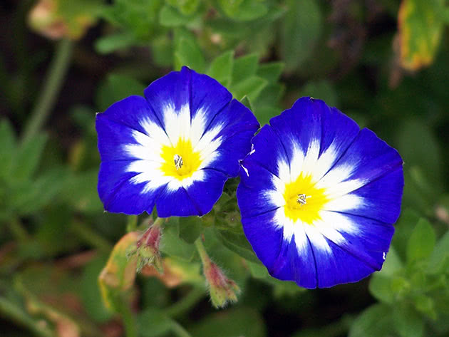 Вьюнок трехцветный (Convolvulus tricolor)