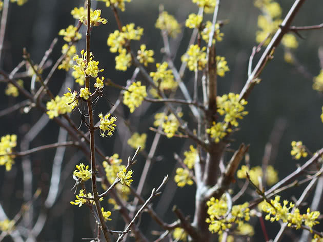 Кизил обыкновенный / Cornus mas