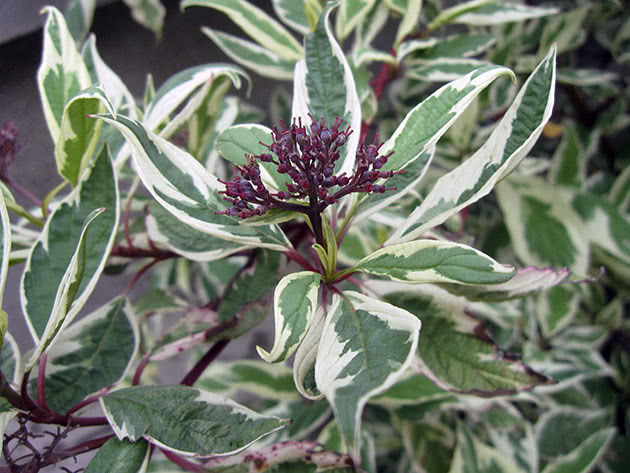 Кизил белый / Cornus alba