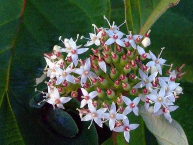 Кизил красный, или кроваво-красный / Cornus sanguinea