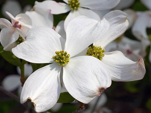 Кизил цветущий / Cornus florida