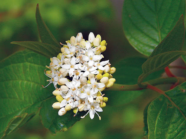 Кизил отпрысковый / Cornus stolonifera