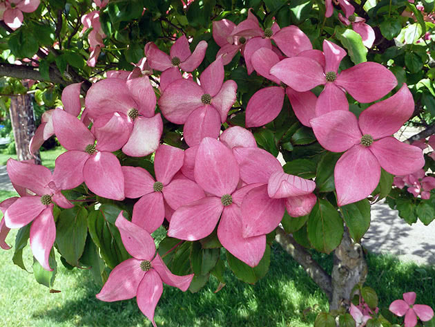 Кизил Коуза / Cornus kousa