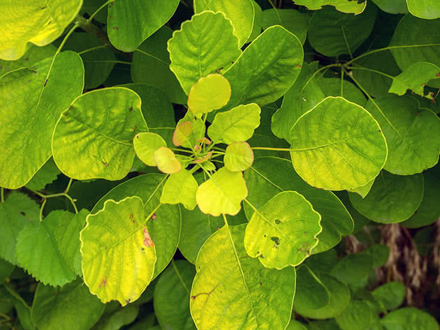 Скумпия обыкновенная, или скумпия кожевенная / Cotinus coggygria
