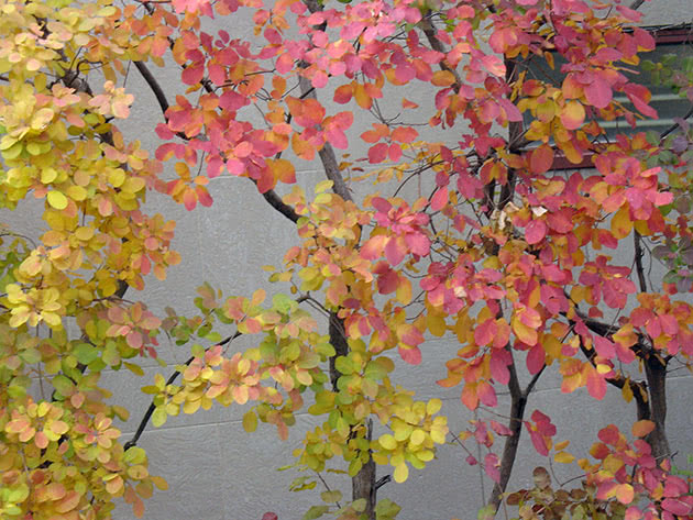 Скумпия американская (Cotinus americanus), или обратнояйцевидная (Cotinus obovatus), или сумаха оливовидная (Rhus cotinoiides)