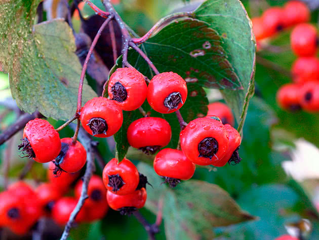 Боярышник грушевый (Crataegus phaenopyrum)