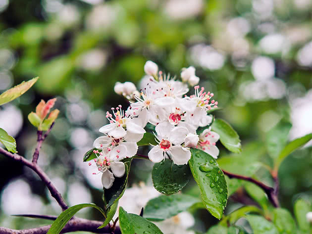 Боярышник перистонадрезанный (Crataegus pinnatifida)