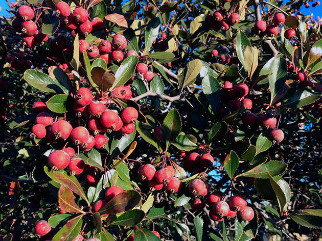 Боярышник шпорцевый (Crataegus crus-galli)