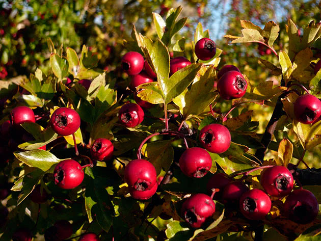 Боярышник однопестичный (Crataegus monogyna)